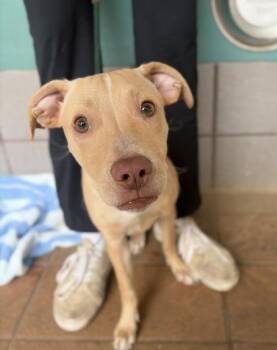 Mimi -  Mixed Breed Dog for Adoption in Honolulu, Hawaii - Mimi | PetCurious