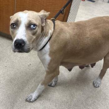 Houston -  Terrier Dog for Adoption in Tampa, Florida - Houston | PetCurious