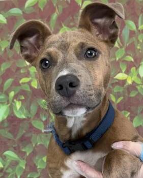 Terrier and Dachshund Dogs Available for Adoption - Miko | PetCurious