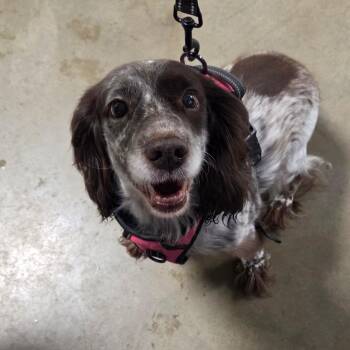 Suzie -  Mixed Breed Dog for Adoption in Bismarck, North Dakota - Suzie | PetCurious