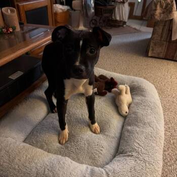 Laverne -  Mixed Breed Dog for Adoption in Edwardsville, Illinois - Laverne | PetCurious