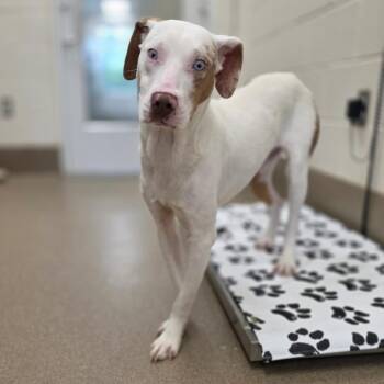 Catahoula Leopard Dog and Mixed Breed Dogs Available for Adoption in Chatham, Virginia - Hilton Head | PetCurious