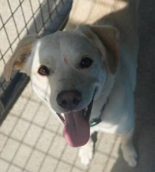 Queso -  Labrador Retriever and Mixed Breed Dog for Adoption in Bowling Green, Kentucky - Queso | PetCurious
