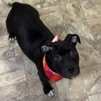 Terrier Dogs Available for Adoption in Pilot Point, Texas - Miss Piggy | PetCurious