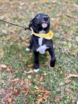 Rescue Mixed Breed Dogs for Adoption in Upper Sandusky, Ohio - Percy | PetCurious