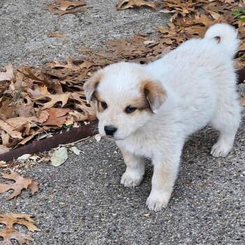 Cattle Dog and Great Pyrenees Dogs Available for Adoption - Wombat | PetCurious