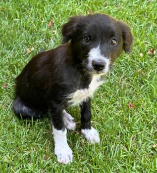 Pebbles -  Australian Shepherd and Border Collie Dog for Adoption in Little Rock, Arkansas - Pebbles | PetCurious