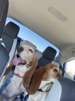 Thorin -  Basset Hound Dog for Adoption in Grapevine, Texas - Thorin | PetCurious