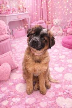 Great Pyrenees Dogs Available for Adoption - Amanda | PetCurious