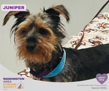 Juniper -  Yorkshire Terrier Dog for Adoption in Eighty Four, Pennsylvania - Juniper | PetCurious