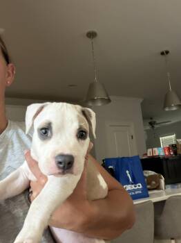 Dublin -  American Staffordshire Terrier and American Bully Dog for Adoption in Indian Springs Village, Alabama - Dublin | PetCurious
