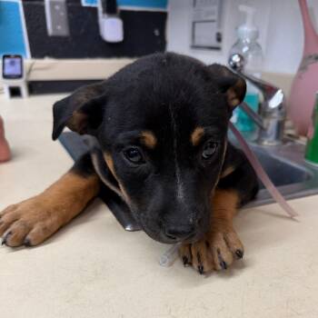 Australian Cattle Dog Blue Heeler and Mixed Breed Dogs Available for Adoption in Ardmore, Oklahoma - Meadow | PetCurious