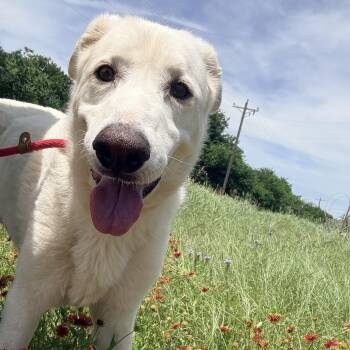 Great Pyrenees and Labrador Retriever Dogs Available for Adoption in Justin, Texas - Snow Bunny | PetCurious