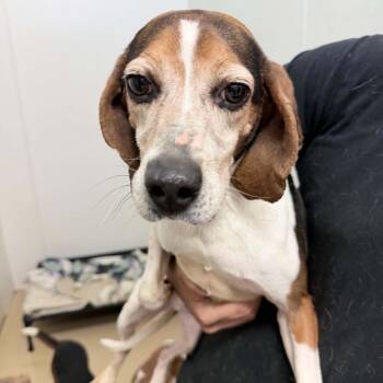 Beagle Dogs Available for Adoption in Chino Hills, California - Pierre Auguste Renoir - Chino Hills Location | PetCurious