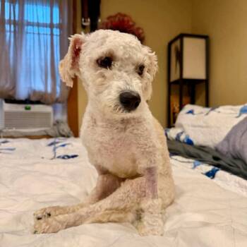 Scoutaloo -  Mixed Breed Dog for Adoption in New York, New York - Scoutaloo | PetCurious