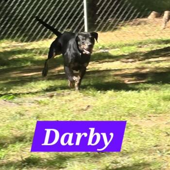 Darby -  Dachshund Dog for Adoption in Athens, Alabama - Darby | PetCurious