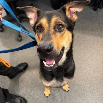 Draco -  Mixed Breed Dog for Adoption in Allentown, Pennsylvania - Draco | PetCurious