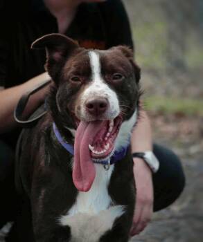 Border Collie and Chocolate Labrador Retriever Dogs Available for Adoption in Howes Cave, New York - Henry  | PetCurious