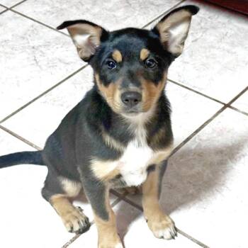 May -  Shepherd and Mixed Breed Dog for Adoption in Lewisville, Texas - May | PetCurious