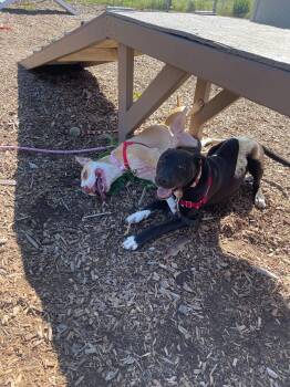 Pit Bull Terrier Dogs Available for Adoption - Maia | PetCurious