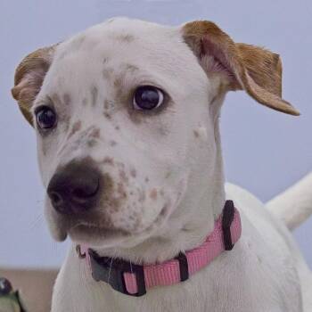 Pebbles -  Terrier Dog for Adoption in South Elgin, Illinois - Pebbles | PetCurious