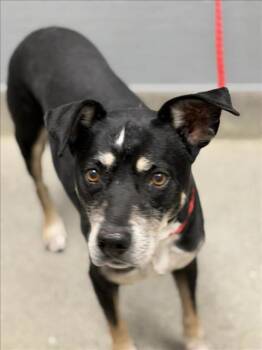 LIZ -  Labrador Retriever and Mixed Breed Dog for Adoption in Las Vegas, Nevada - LIZ | PetCurious