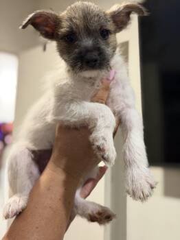 Dulce -  Scottish Terrier and Shih Tzu Dog for Adoption in Ventura, California - Dulce | PetCurious