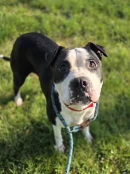 Cashew -  Pit Bull Terrier and Mixed Breed Dog for Adoption in Westland, Michigan - Cashew | PetCurious