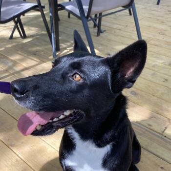 Babette -  German Shepherd Dog and Labrador Retriever Dog for Adoption in Warren, Rhode Island - Babette | PetCurious