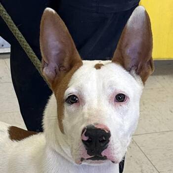 Rescue Pharaoh Hound Dogs for Adoption in Jacksonville, Arkansas - Scotty | PetCurious