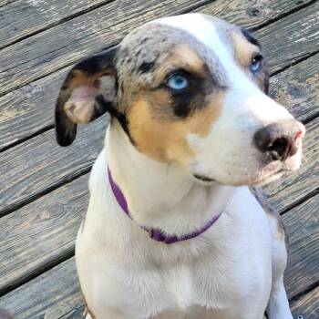 Duncan -  Catahoula Leopard Dog Dog for Adoption in Abbotsford, British Columbia - Duncan | PetCurious