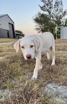 Donovanres / Theo / Murphy -  Labrador Retriever and Mixed Breed Dog for Adoption in Broomfield, Colorado - Donovanres / Theo / Murphy | PetCurious