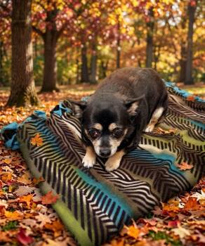 Ella/42902840 -  Chihuahua Dog for Adoption in Elko, Nevada - Ella/42902840 | PetCurious