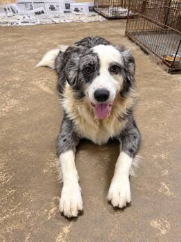 Gus -  Australian Cattle Dog Blue Heeler Dog for Adoption in Pembroke, Massachusetts - Gus | PetCurious