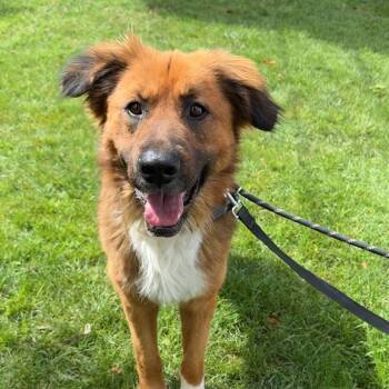 Golden Retriever and German Shepherd Dog Dogs Available for Adoption in Trabuco Canyon, California - TOM! | PetCurious
