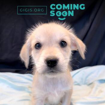 Mixed Breed Dogs Available for Adoption in Canal Winchester, Ohio - Surf | PetCurious