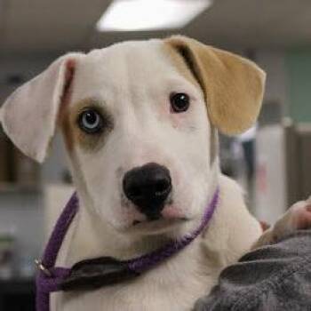 Mixed Breed Dogs Available for Adoption in South Elgin, Illinois - Max | PetCurious