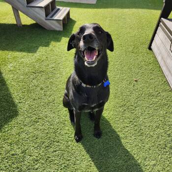 Bruce -  Labrador Retriever and Mixed Breed Dog Available for Adoption in Cedar Rapids, Iowa - Bruce | PetCurious
