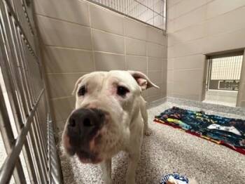 Rescue American Bulldog and Mixed Breed Dogs for Adoption in Gastonia, North Carolina - 59829266 | PetCurious