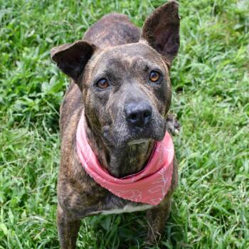 Pit Bull Terrier Dogs Available for Adoption in Beaumont, Texas - Indigo | PetCurious