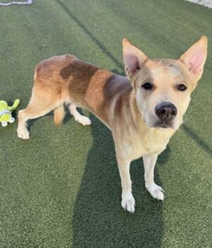 Rescue Husky and Mixed Breed Dogs for Adoption in Grapevine, Texas - Pappardelle | PetCurious