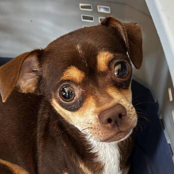 Topanga Nursing Auggie -  Mixed Breed Dog for Adoption in Leander, Texas - Topanga Nursing Auggie | PetCurious