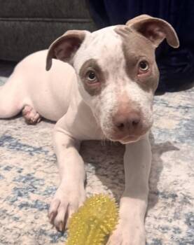 Pit Bull Terrier Dogs Available for Adoption in Dallas, Texas - Kane | PetCurious