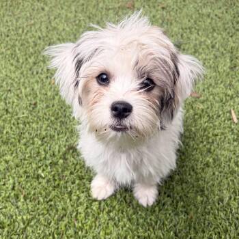 Lily -  Maltese and Jack Russell Terrier Dog for Adoption in Los Angeles, California - Lily | PetCurious