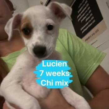 Rescue Chihuahua Dogs for Adoption in Tampa, Florida - Lucien | PetCurious