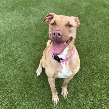 Winnie -  Shepherd and Terrier Dog for Adoption in Mount Vernon, Indiana - Winnie | PetCurious