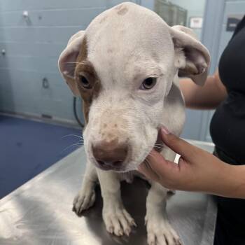 Skunk (Milo) -  Pit Bull Terrier Dog for Adoption in Greensboro, North Carolina - Skunk (Milo) | PetCurious