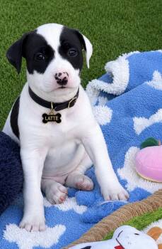 American Staffordshire Terrier and Staffordshire Bull Terrier Dogs Available for Adoption in Newport Beach, California - Latte | PetCurious