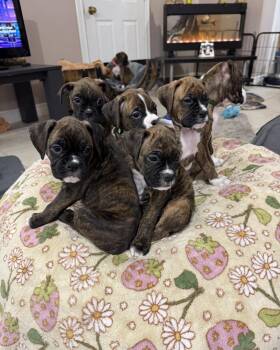 Rescue Boxer Dogs for Adoption in Miami Beach, Florida - Jones | PetCurious