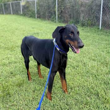Kilo (Benefactor Dog) -  Doberman Pinscher Dog for Adoption in Abbotsford, British Columbia - Kilo (Benefactor Dog) | PetCurious